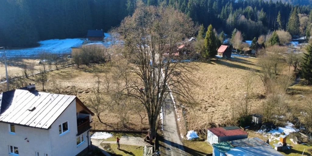 Rizikový výrub – Dlhá nad Kysucou